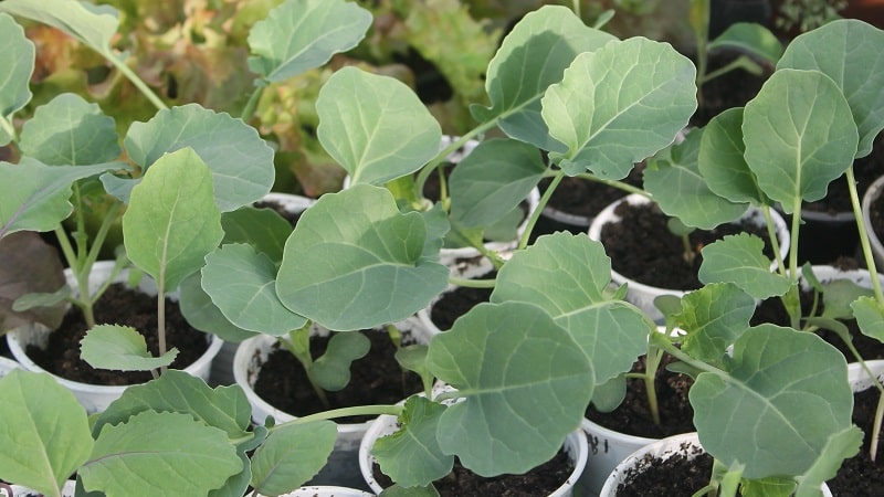 How to grow broccoli in open ground