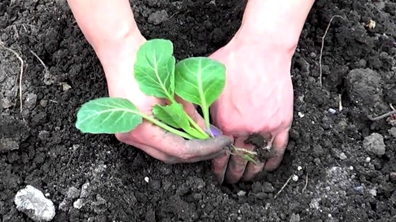 How to grow broccoli in open ground