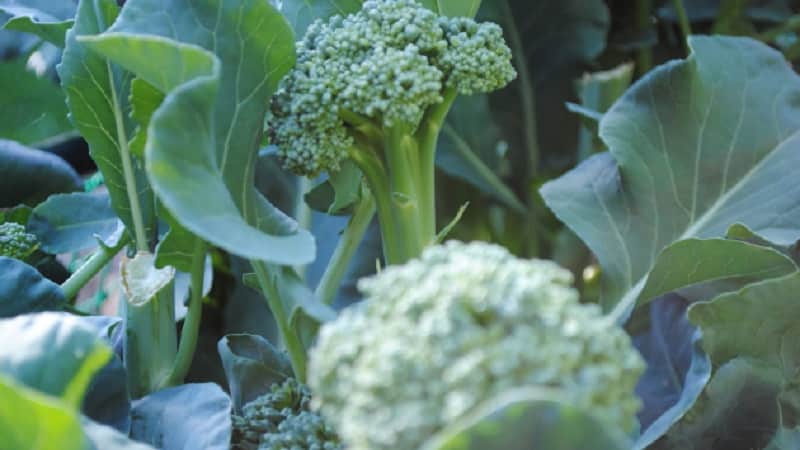 How to grow broccoli in open ground