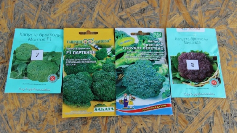 How to grow broccoli in open ground