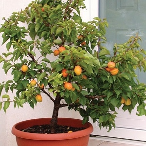 How to grow apricot from a seed in a pot at home