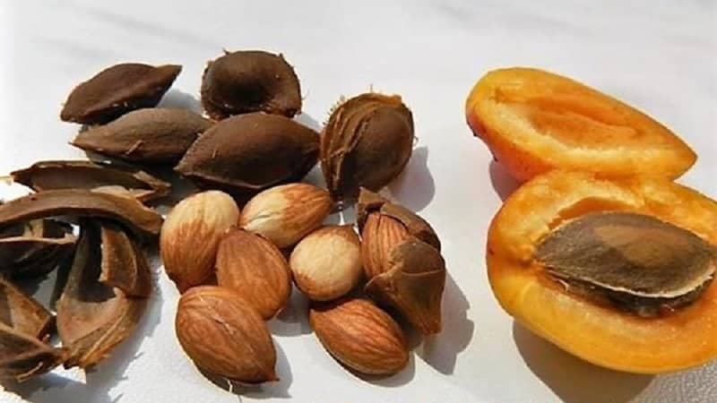 How to grow apricot from a seed in a pot at home