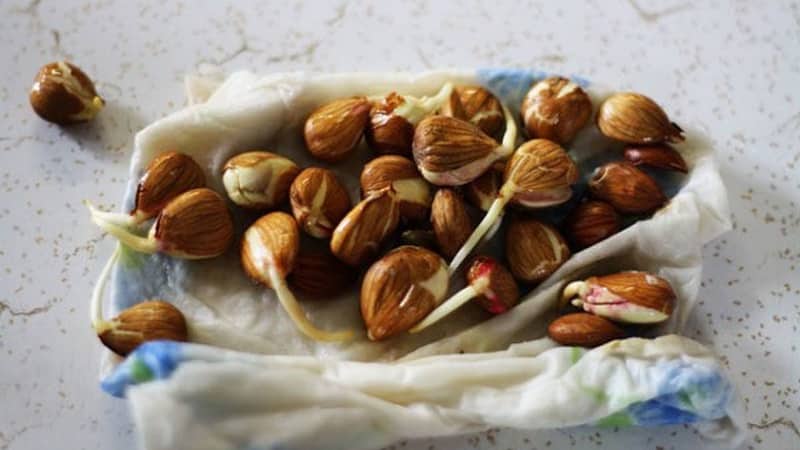 How to grow apricot from a seed in a pot at home