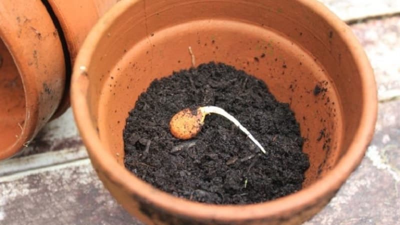 How to grow apricot from a seed in a pot at home