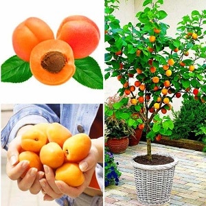How to grow apricot from a seed in a pot at home