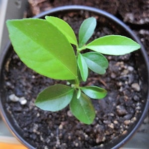 How to grow apricot from a seed in a pot at home