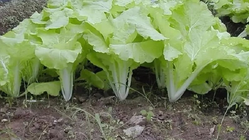 How to grow Chinese cabbage in the garden in open ground and at home