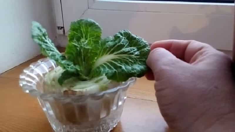 How to grow Chinese cabbage in the garden in open ground and at home