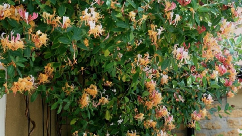 Honeysuckle and other varieties of decorative honeysuckle in landscape design