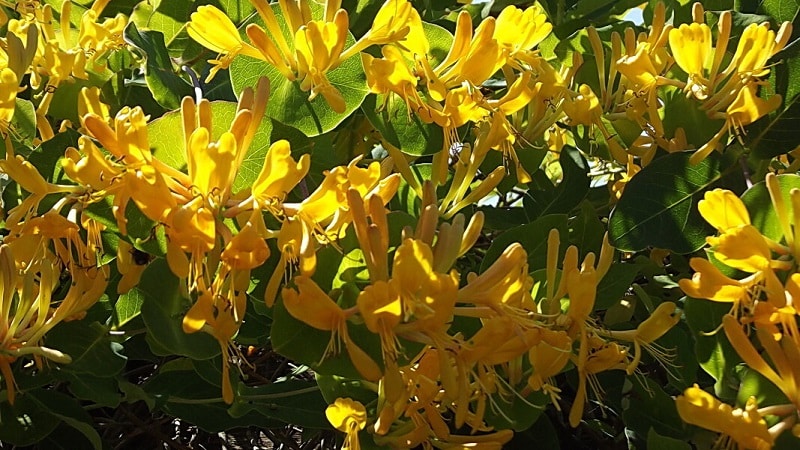 Honeysuckle and other varieties of decorative honeysuckle in landscape design