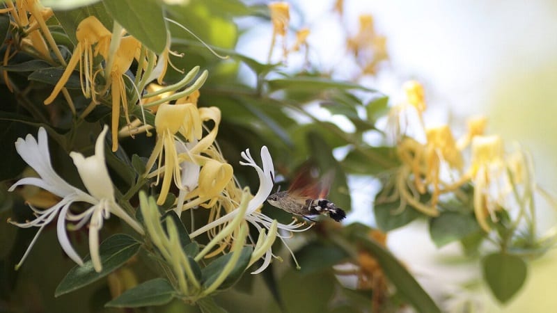 How to properly grow honeysuckle from berries: step-by-step instructions