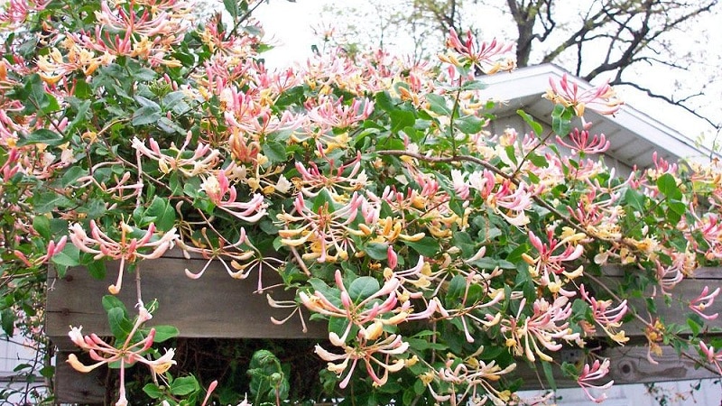 Honeysuckle and other varieties of decorative honeysuckle in landscape design