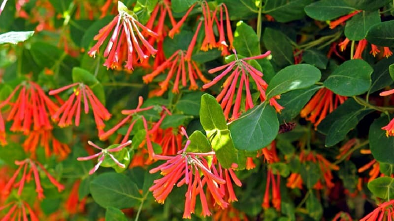 Types and varieties of decorative climbing honeysuckle