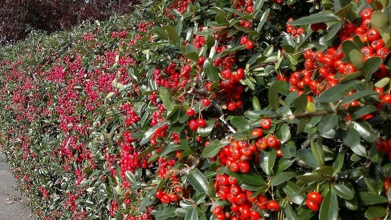 Honeysuckle and other varieties of decorative honeysuckle in landscape design