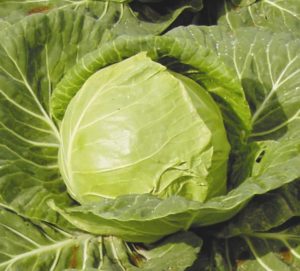 Early ripening unpretentious variety of cabbage June