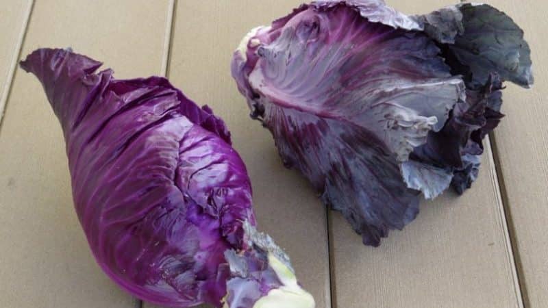 What is good about Kalibos cabbage, how to grow it and where to use it
