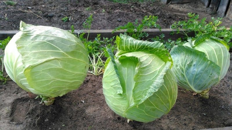 High-yielding mid-late cabbage hybrid Megaton f1 with good keeping quality