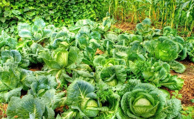 At what temperature does cabbage freeze?