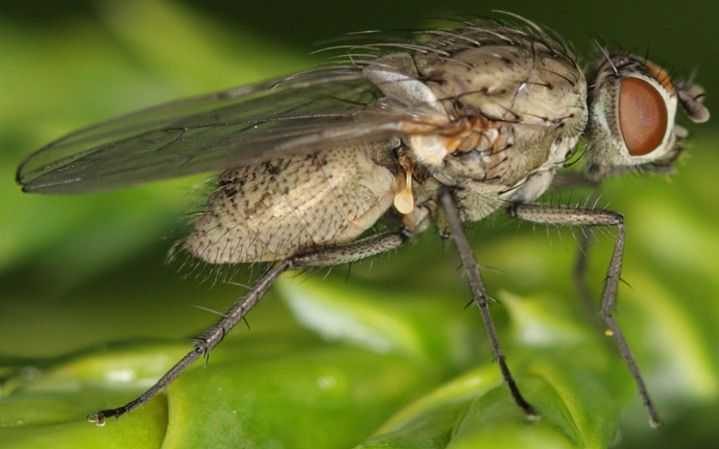 Chinese cabbage pests