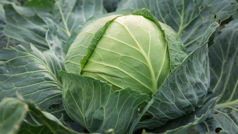 Late-ripening cabbage variety Sugarloaf