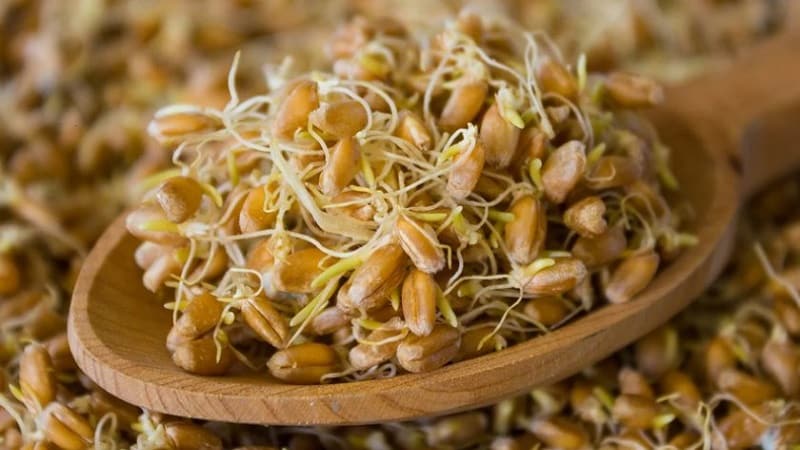 Ear of wheat - structure, botanical description and features