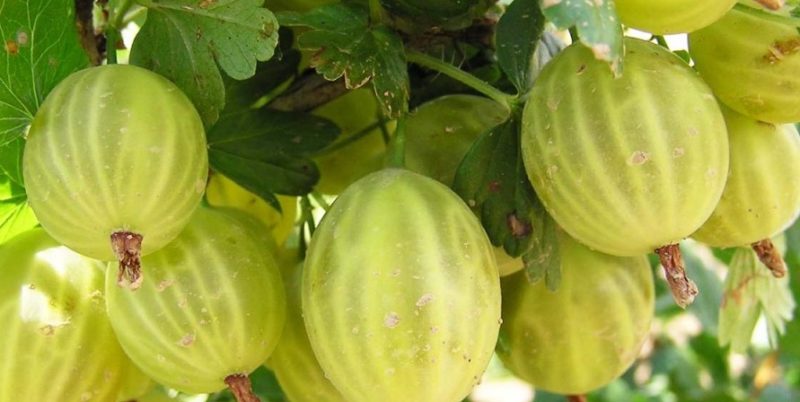 What is good about the Baltic gooseberry variety and why it is worth growing it