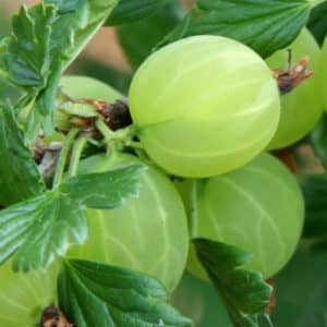 Mid-late winter-hardy Finnish gooseberry with sweet and sour berries