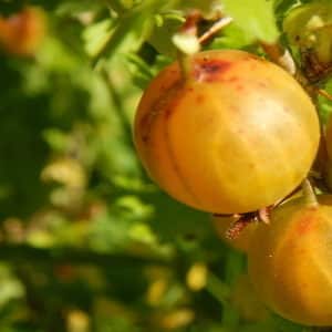 Mid-late winter-hardy Finnish gooseberry with sweet and sour berries
