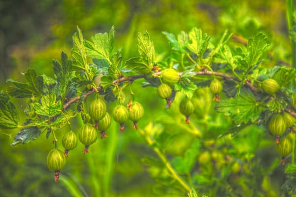 Mid-late winter-hardy Finnish gooseberry with sweet and sour berries