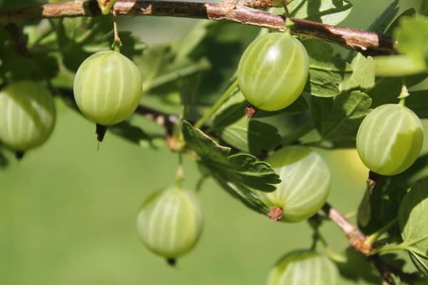 Mid-late winter-hardy Finnish gooseberry with sweet and sour berries