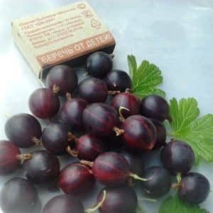 What is good about the Komandor (Vladil) gooseberry and why it is worth growing
