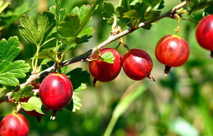 One of the sweetest varieties of gooseberries - Candy