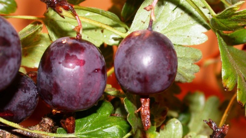 Review of the gooseberry variety Northern Captain, its pros and cons