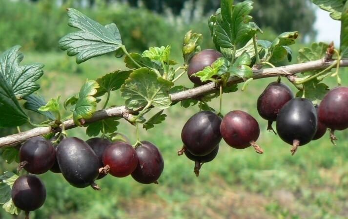 Review of the gooseberry variety Northern Captain, its pros and cons