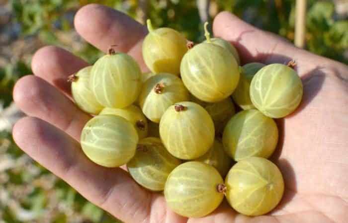 Description of the gooseberry variety Beryl: pros and cons, care features