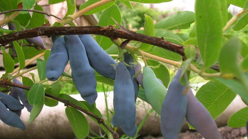 Early ripening sweet variety of honeysuckle Leningrad Giant