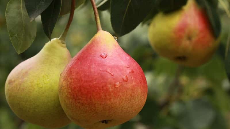 The best self-fertile pear varieties: growing features