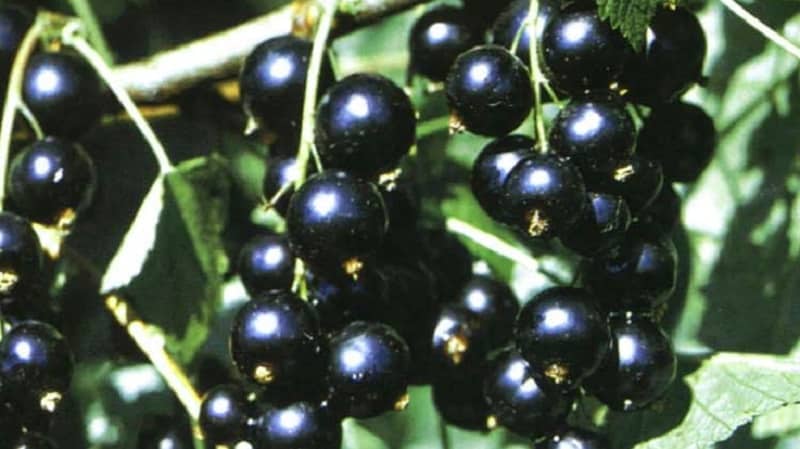bagheera currant variety description