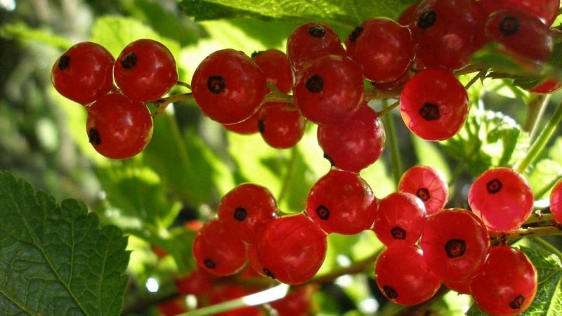The benefits and harms of red currants for women's health