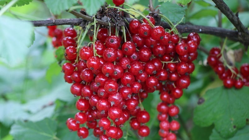 Why are black currants black?