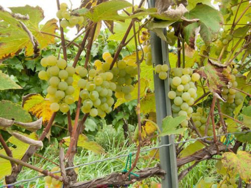 What properties should uncovered grape varieties have and which ones are considered the best?