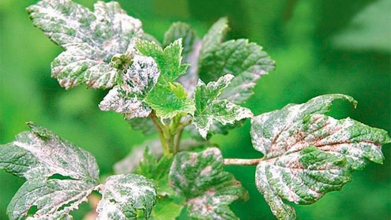 Measures to combat powdery mildew on currants, if the berries have already appeared in the spring