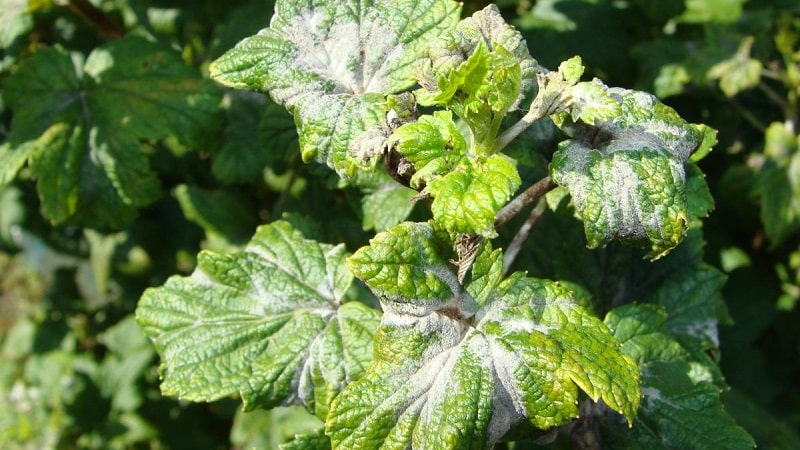 Measures to combat powdery mildew on currants, if the berries have already appeared in the spring