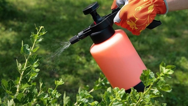 Measures to combat powdery mildew on currants, if the berries have already appeared in the spring