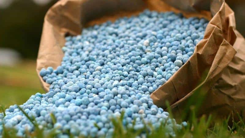 How and what to feed currants in June: the best fertilizers and rules for their application