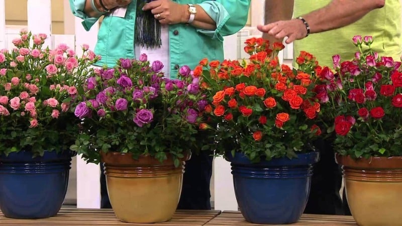 A guide to cutting roses in the fall at home for beginning gardeners
