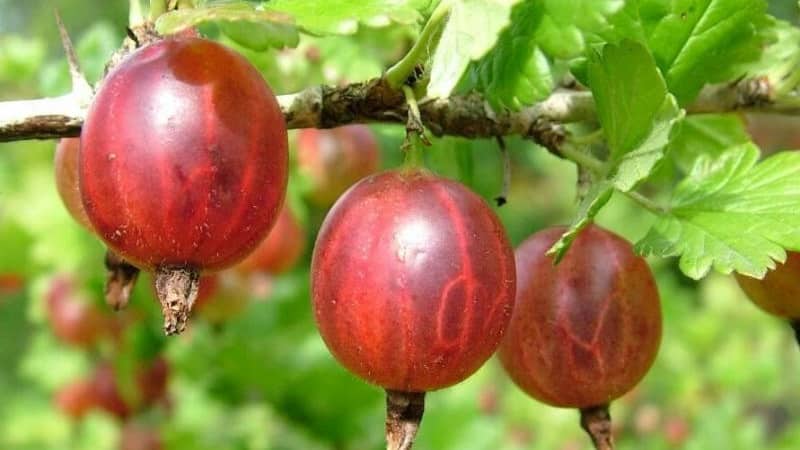 Young but very promising gooseberry variety Sadko