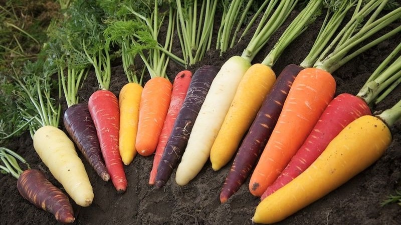 Carrots - what kind of plant is it, how much does it weigh, what does it consist of - all about carrots
