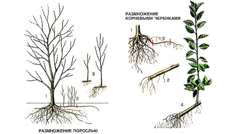 Is it possible to grow cherry plum from a seed at home and how to do it