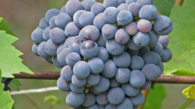 What properties should uncovered grape varieties have and which ones are considered the best?